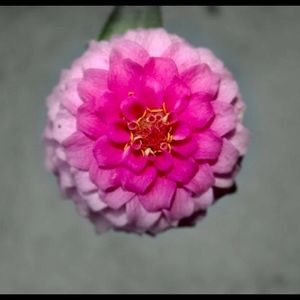 Meet your Posher, Carrie